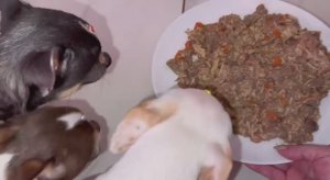 Сегодня у хвостиков печеночный обед.