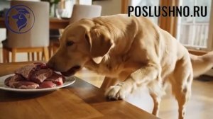 14 ОШИБОК При Кормлении Собак которые Тайно Отравляют