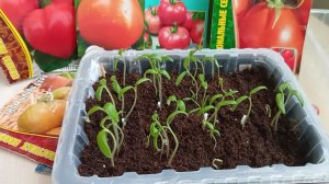 Томаты 2026. О сортах и всходах.