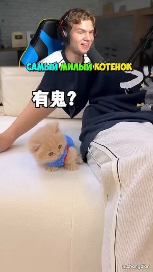 Это Самый МИЛЫЙ Котёнок! 🐱😍 #shorts #шортс #прикол #мем #кот #котенок #прикол #мем #юмор #рофл #ме