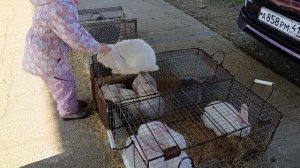 Рынок кролики