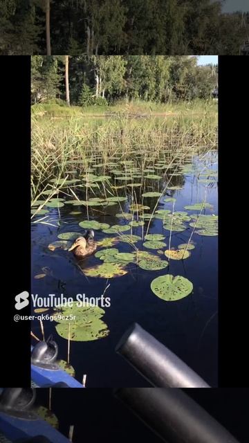 Ленобласть. Хвойное. 31.08.2024. Вуокса, рыбалка. В ожидании пока ловится рыбка