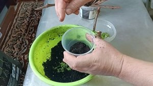 Высаживание укоренённых черенков винограда в стаканчики с грунтом.