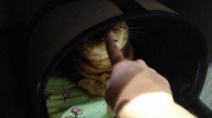 С первым днём Весны🌱🌸 и Днем кошек🐱