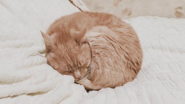 Рыжий кот спит. ч.2