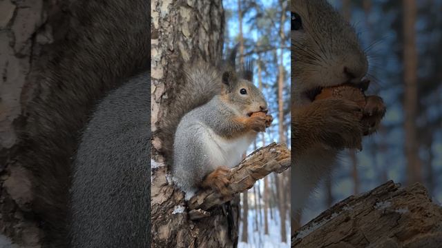 Белка завтракает - грецкие орехи, фундук полное видео