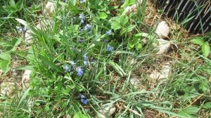 Весеннее Душевное Тепло. Владимир Моряк, Алёнушке, Елене МОРЗОВОЙ 27