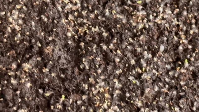 Посев семян Табака-завершение ферментации Табака смотреть онлайн