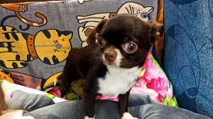 #СКИДКИ до 08.03.26 Штэффи Шэдоу #купить_щенка_чихуахуа_продаю +79215950848 Есть ДОСТАВКА