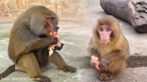 Знакомьтесь - ЖАК! Веня жестит, не пускает Феню к угощению! Сакура мясо ест за обе щеки! Мир обезьян