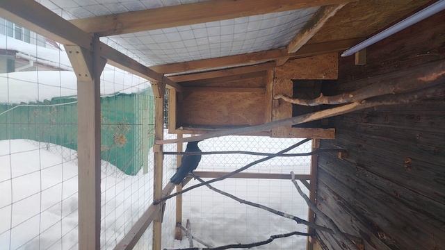 Ворон Гриша 1 марта, с праздником