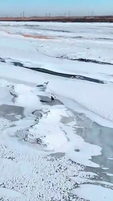 В китайских степях засняли погоню двух волков за зайцем