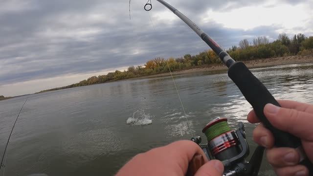 Рыбалка в Астрахани. Ловим судака и берша. Рядом тренируется Журалайф. Бешеный клёв. река Ахтуба.