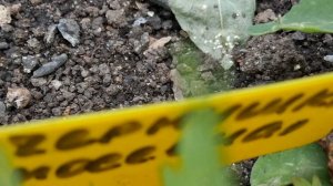 Обзор аптекарского огорода 21.06.