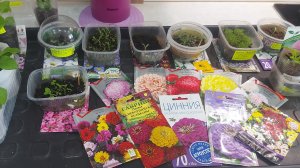 Обзор рассады на 01. 03.26 г.🪻🌱Что ещё планирую посеять!?