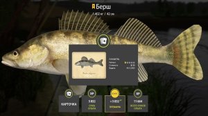 УНИКАЛЬНАЯ РЫБАЛКА НА СПИННИНГ. ФАРМ СЕРЕБРА, ПРОКАЧКА НАВЫКА НА БЕРШЕ НА СУРЕ В РУССКОЙ РЫБАЛКЕ 4