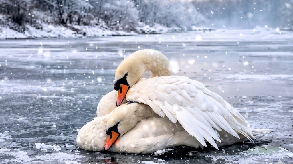 Мария Лахина - Крылья верности..автор ролика Светлый смотреть онлайн