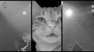 Сектор Газа - Скотник