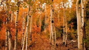 Песня «Вот и весь разговор...» — Поёт Игорь КРАВЦОВ, БРАТСК