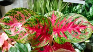 🌿🪻ЛЕМАНА ПРО☀️ВЕСНА🌿🪻МОРЕ ЦВЕТОВ☀️(часть 1)март 2026