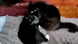 Одноглазый ласковый зверь. Зацелует!!!