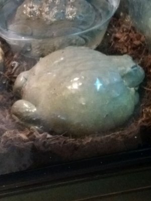 гугугагагагагугухочетсъесть мою подругу