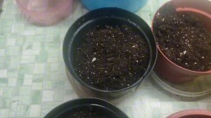 #карусельмоейжизни Ах это лето! Экспериментирую с огурцами.