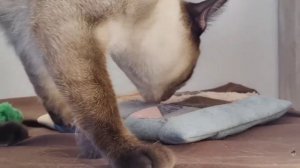 Номинация МАНУЛ конкурса ЛЬВИНОЕ СЕРДЦЕ турнира РФО 01 марта 2026г