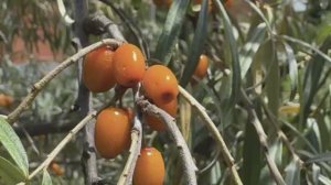 Облепиха разных сортов у меня в огороде. Огниво, Ломоносовская