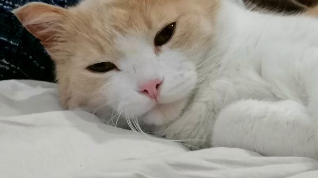 Мой кот алиса❤️💖🐈