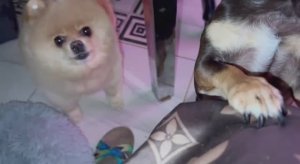 С утра пораньше немножко полакомились.