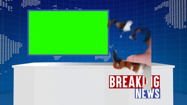 новости от щенка бернского зеннехунда Арнольда