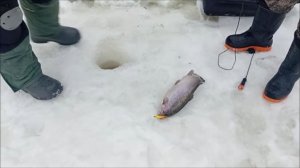 Поимки форели в первый день весны. Рыбалка на Спорт-зоне до запуска. Клёвое место Лосиный остров.