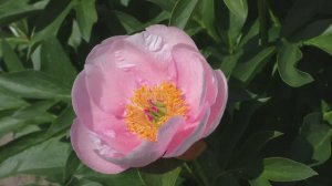 Пион 	Soft Salmon Saucer