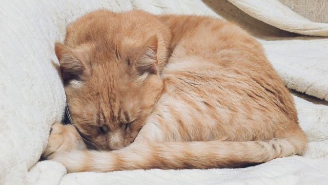 Рыжий кот спит. ч.5 смотреть онлайн