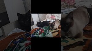 С Днем кошек 🐾😻🐾 ВЕСНА 1 марта 2026 г