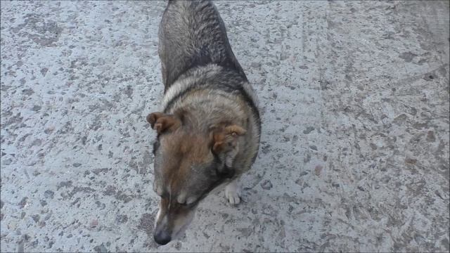 Хорошая собака  Сонька. Старенькая, но молодец! .