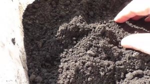 Посев баклажанов на рассаду, 1 марта.