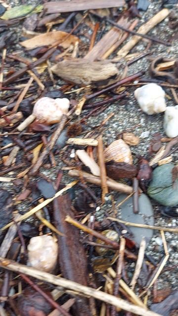 Ракушки на пляже черного моря. #черноеморе #море #сочи