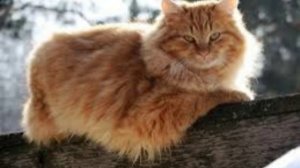 1 марта - День мартовского кота. Тайны самого популярного питомца