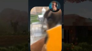 ВИРУСНЫЕ_ВИДЕО_Подборка_смешные_животные_№12