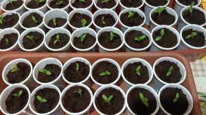 02-03-2026 Герой - любовник из дома престарелых.История под баклажаны.Болталочка о том,о сем ...