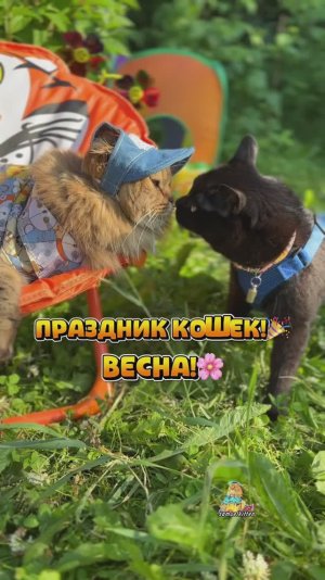 С ВЕСНОЙ И ДНЁМ КОШЕК!🌸🐈 #котики #кошки #весна #денькошек #праздник