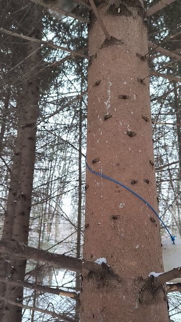 Белка сердится