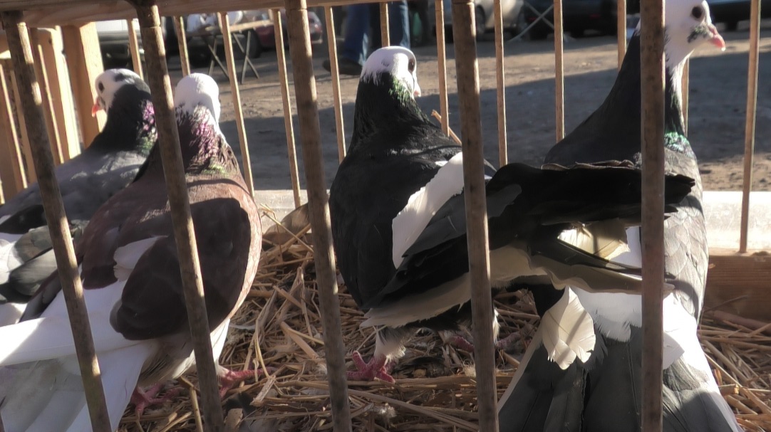 Голубиный рынок в Астрахани! 1.03.26г смотреть онлайн