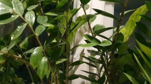 Борьба с собой...