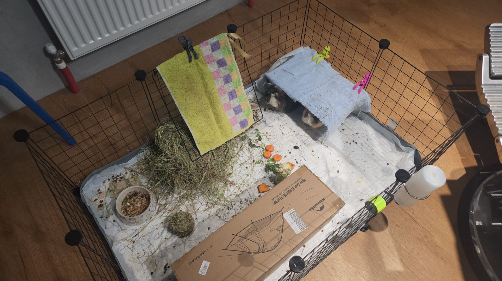 Куда переехали морские свинки Улли и Пулли? 🏠 🐗