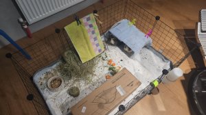 Куда переехали морские свинки Улли и Пулли? 🏠 🐗