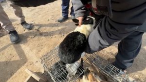 хоразим хазарасип парранда бозори нархлари 01 март