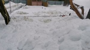 Толя на даче! У нас опять неприятность...